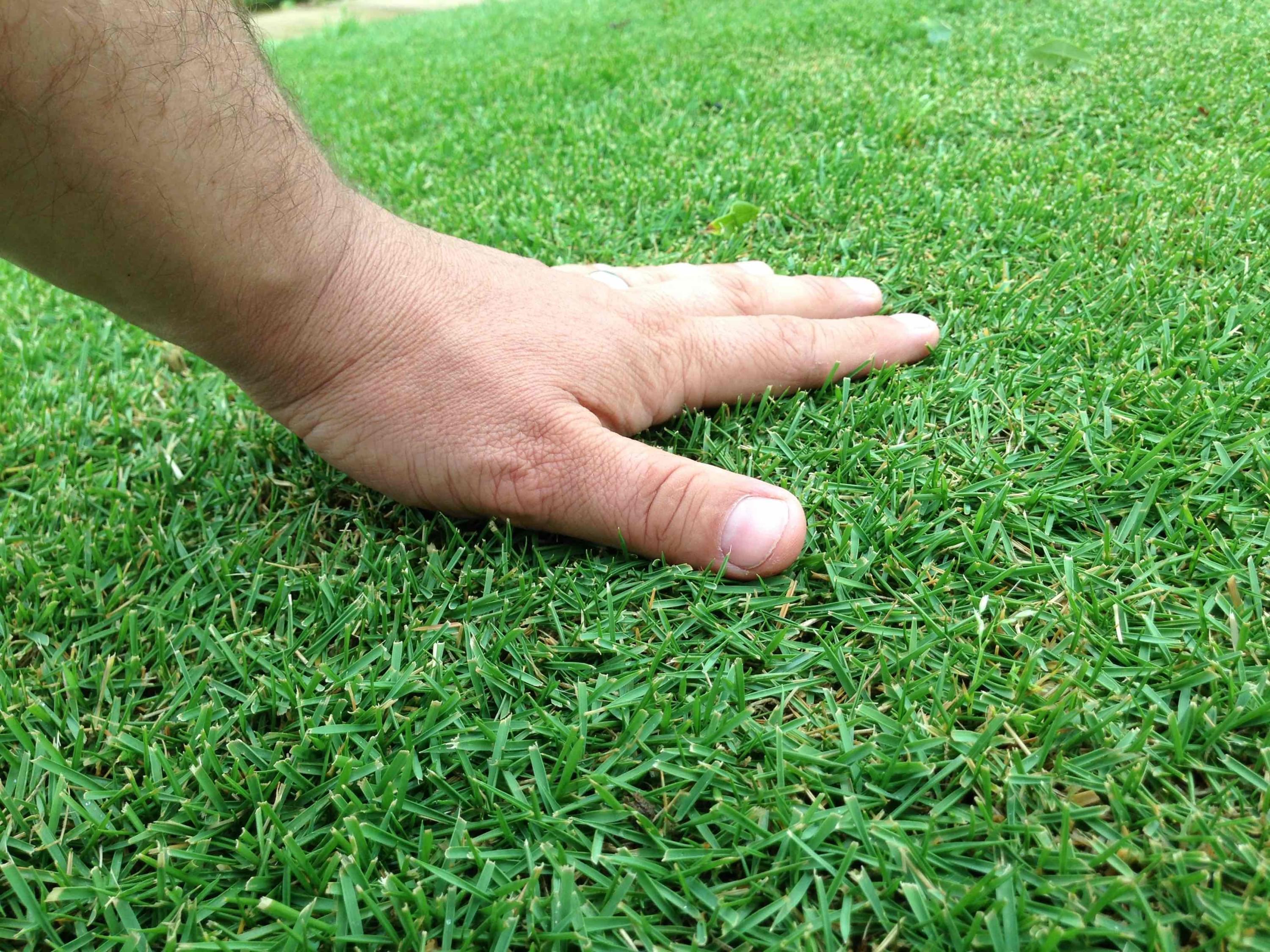 Zoysia Grass Install Dfw Better Lawns