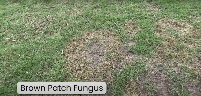 Brown patch fungus