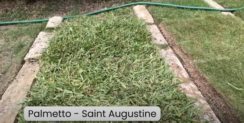 Palmetto Saint Augustine