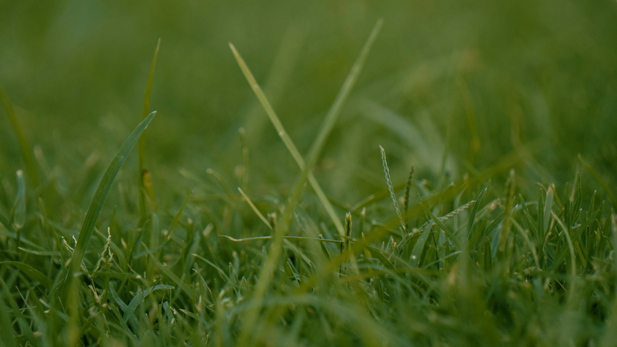 Nitrogen and Fungal Diseases in Zoysia vs Bermuda