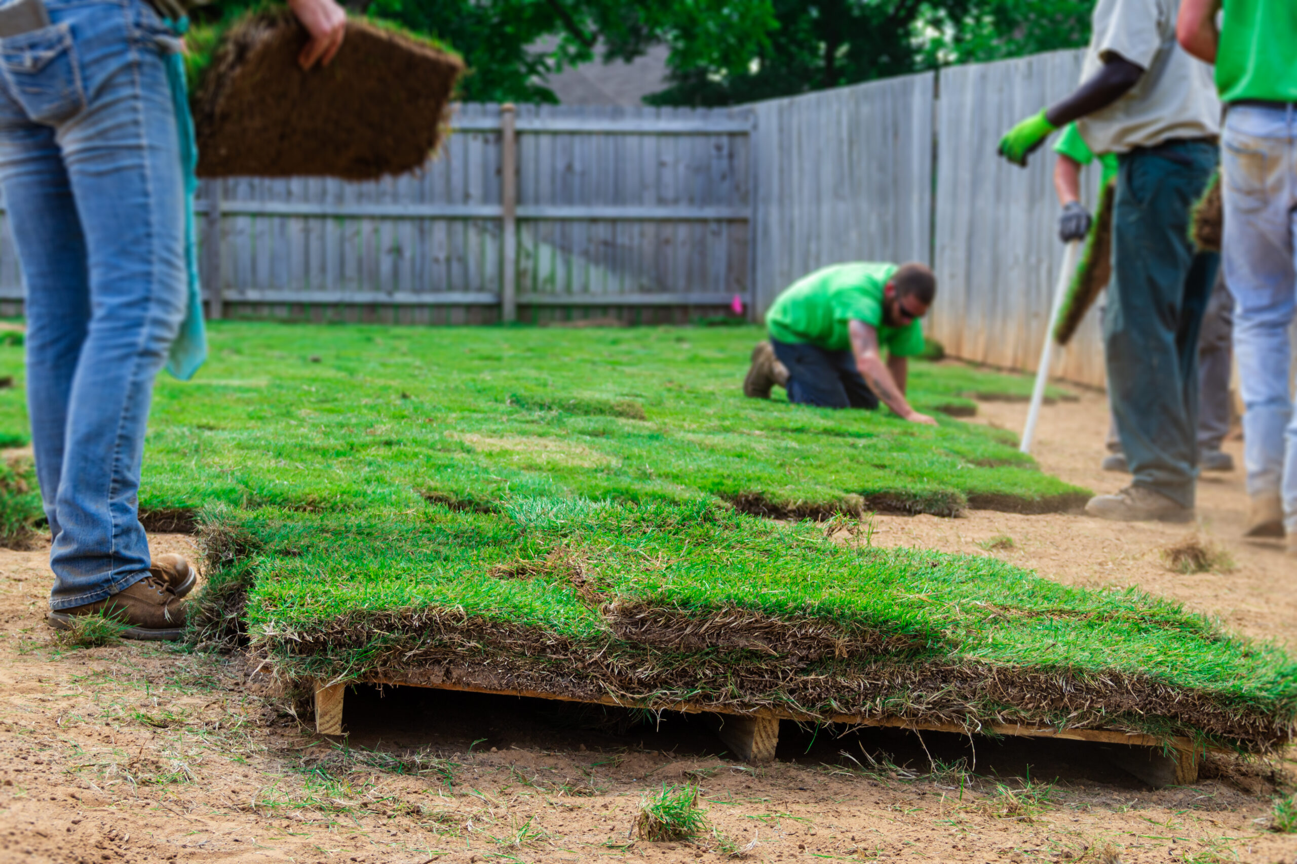 Best Grass Types for Texas Lawns: Honest Comparison Guide for Homeowners