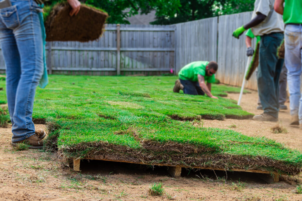 Zoysia Sod vs Plugs vs Seed: Which Is Right for Your North Texas Lawn?