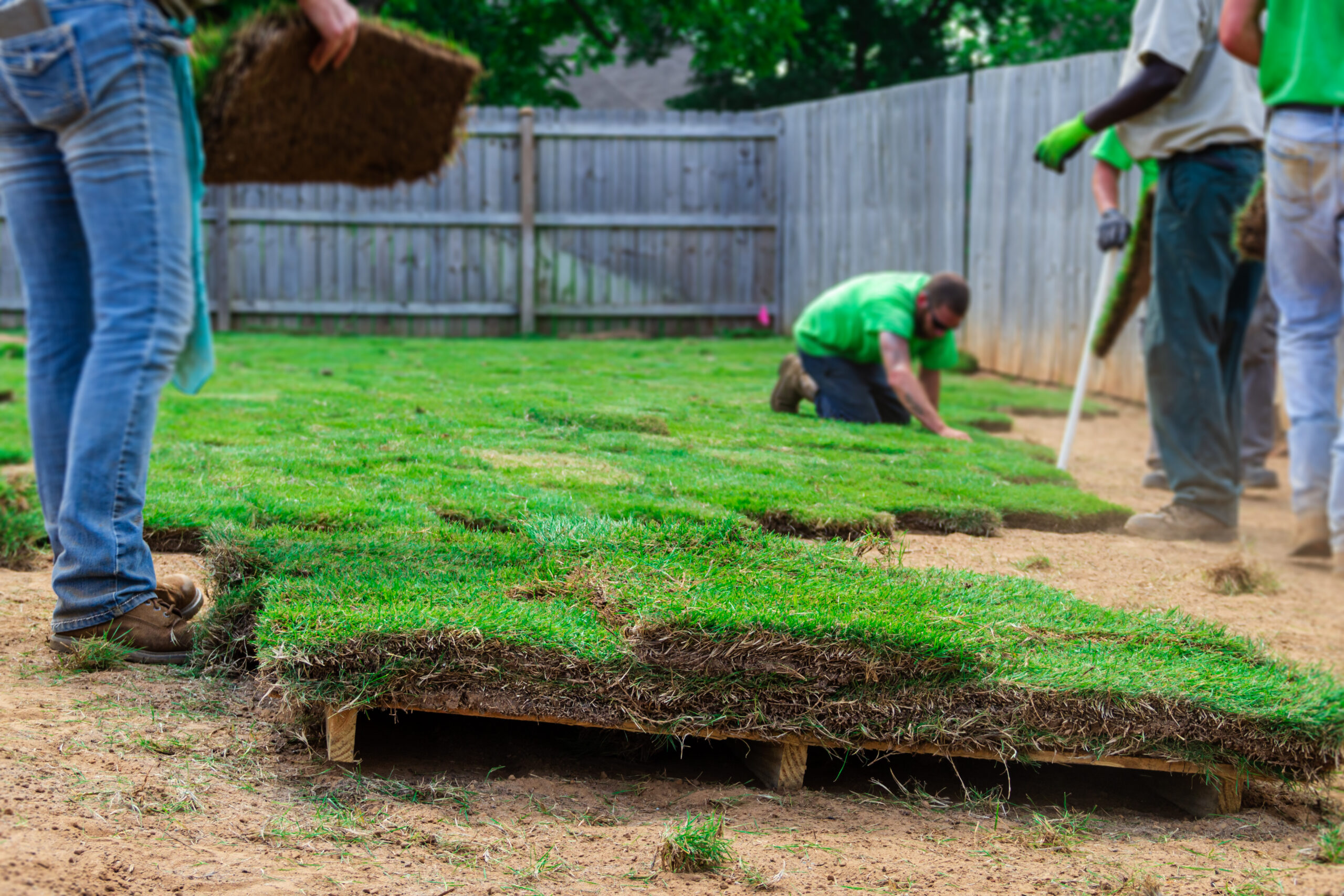 Zoysia Sod vs Plugs vs Seed: Which Is Right for Your North Texas Lawn?