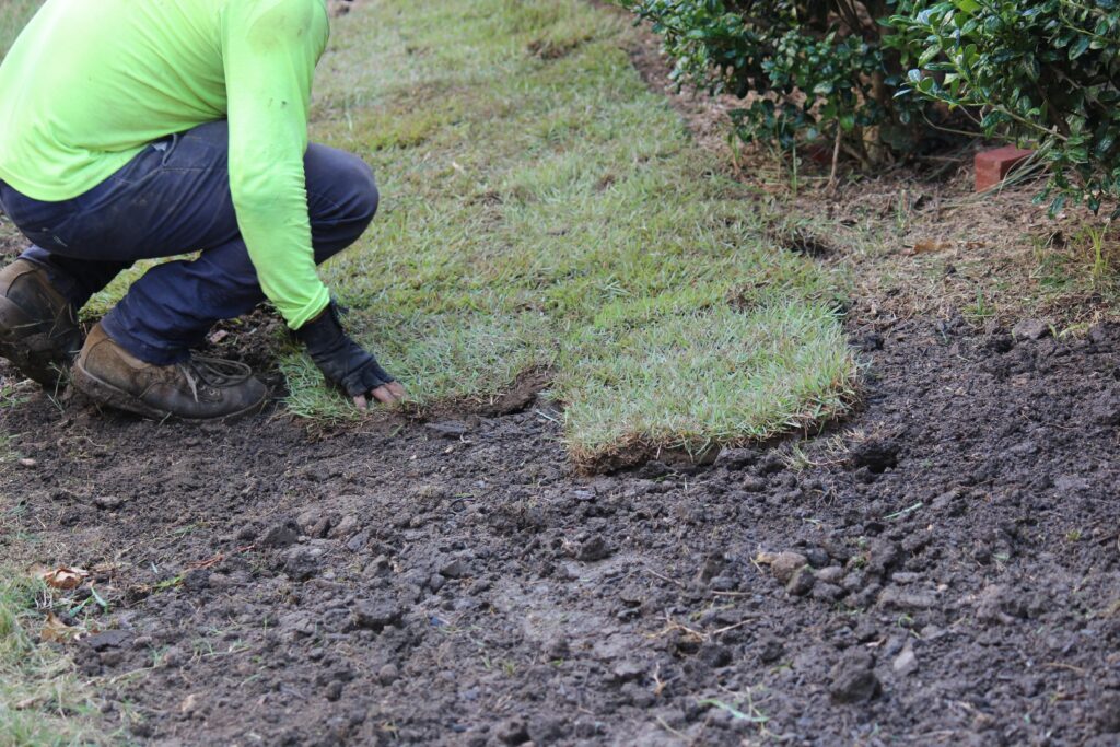 Zoysia Grass Problems: A North Texas Troubleshooting Guide