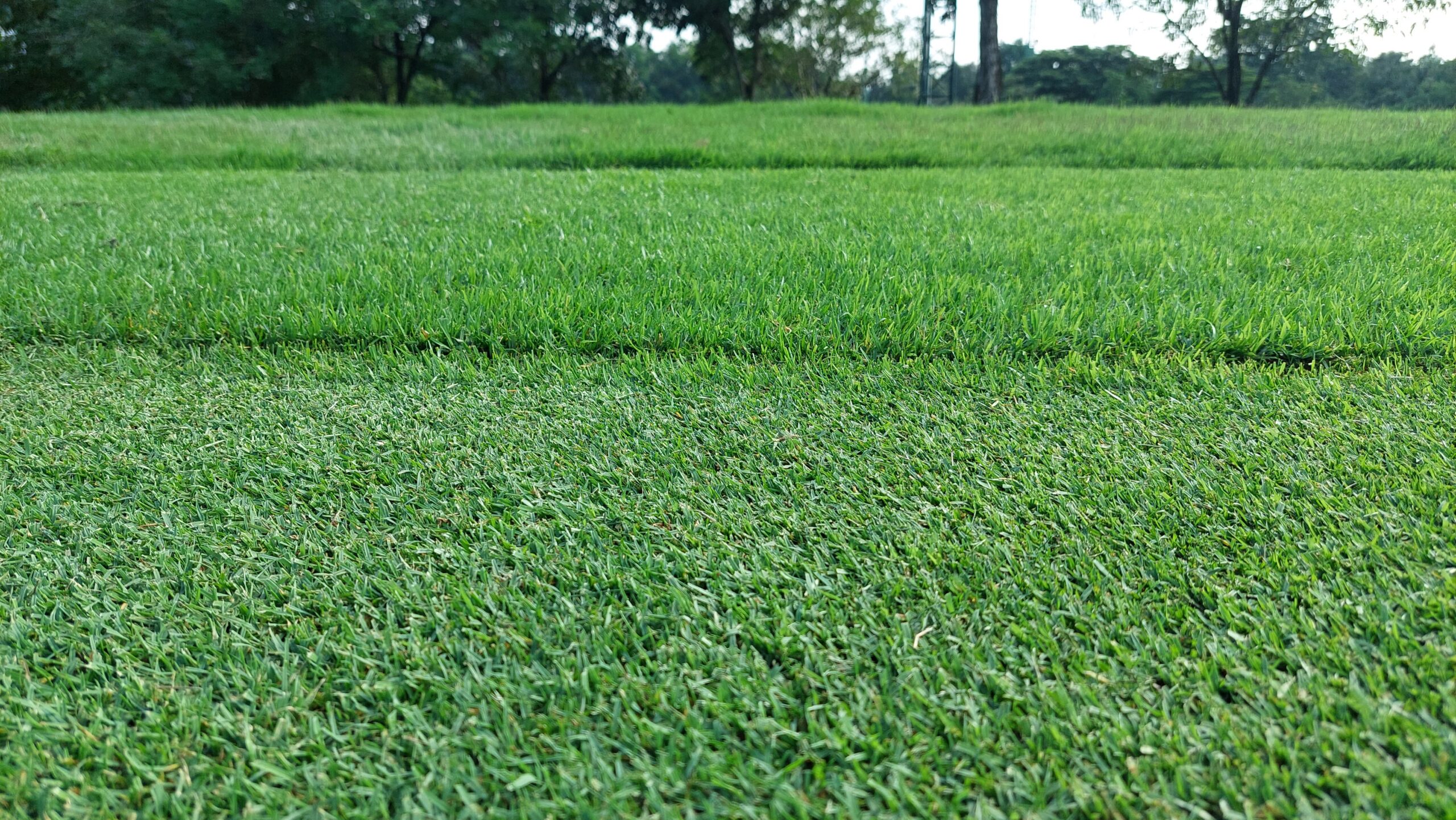 When to Mow New Zoysia Sod: Timing, Height, and What Not to Do