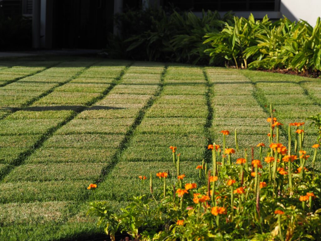 Zoysia Grass Dormancy in North Texas: Brown Lawn Is Not a Dead Lawn