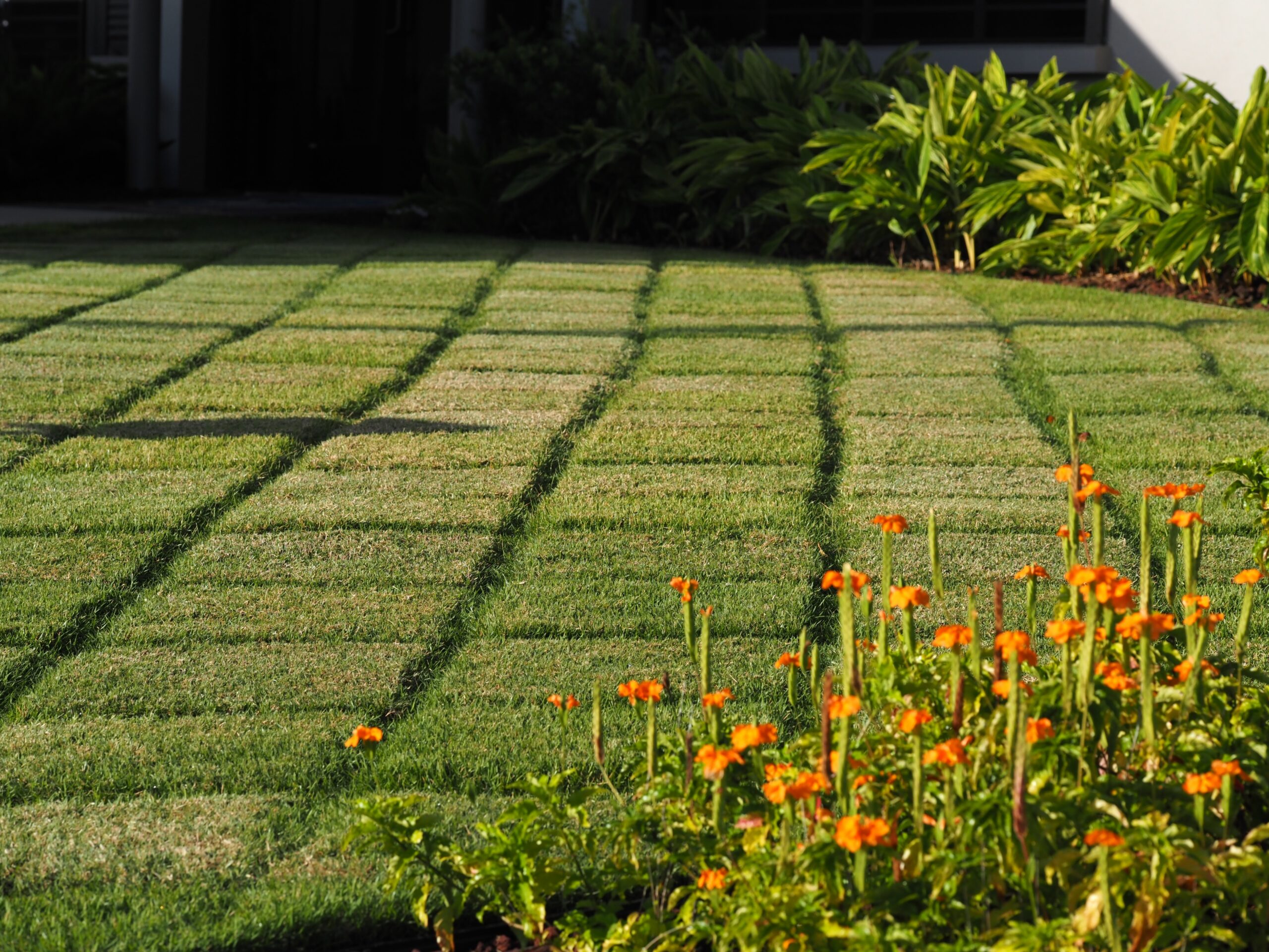 Zoysia Grass Dormancy in North Texas: Brown Lawn Is Not a Dead Lawn